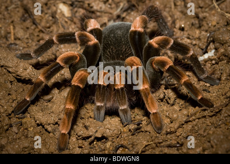 Megaphobema mesomelas, le Costa Rica redleg tarantula. Photographié à Monteverde, Costa Rica. Banque D'Images