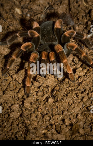 Megaphobema mesomelas, le Costa Rica redleg tarantula. Photographié à Monteverde, Costa Rica. Banque D'Images