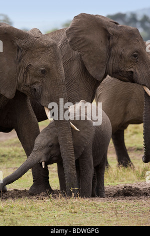 Fermer tout petit bébé éléphant africain avec troupeau, atteindre coffre depuis derrière son protecteur des mères' de long tronc creuser dans la saleté dans le Masai Mara Kenya Afrique Banque D'Images