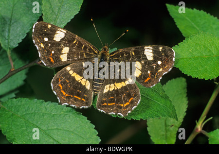 Papillon Araschnia levana (carte), deuxième génération d'été ou individu Banque D'Images