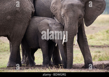 Le bébé et la mère frotte les éléphants de protection de l'éléphant d'étreindre maman regarde affectueusement veau dans le Masai Mara au Kenya, soft focus fond d'herbe verte Banque D'Images