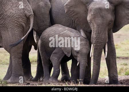 Close-up bébé et la mère affectueuse accolade frottent les unes des éléphants dans les masais Mara avec amour de l'Afrique Kenya, doux fond d'herbe verte Banque D'Images