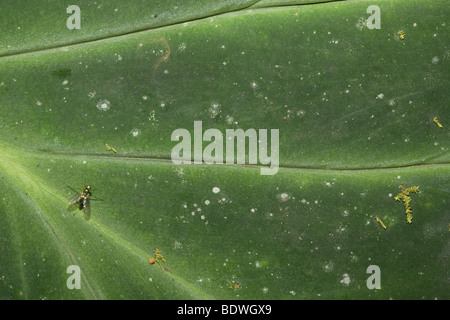 À jambes longues vert voler (famille Dolichopodidae) sur une feuille. Photographié au Costa Rica. Banque D'Images