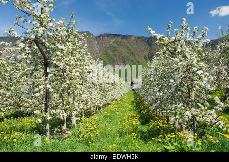Apple Blossom, verger, Lana, Merano, pays, Trentino Alto Adige, Italie, Europe Banque D'Images
