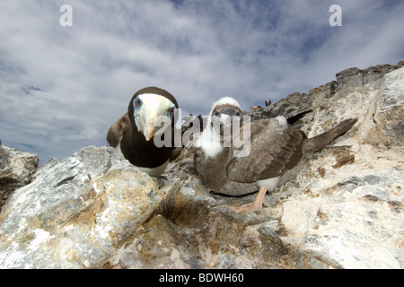 Brown boobies, Sula leucogaster, des profils et des poussins de la défense de nid, Saint Pierre et Saint Paul's Rocks, le Brésil, l'Océan Atlantique Banque D'Images