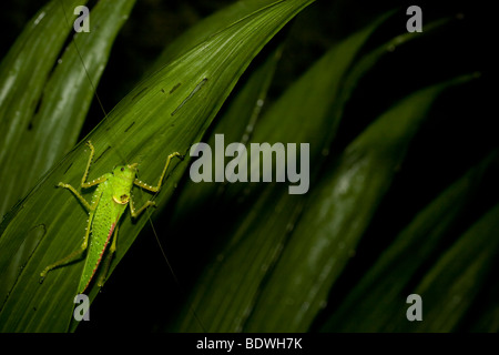 Katydid (Copiphora spearbearer rhinocéros rhinoceros) un orthoptères se déplaçant d'éviction. Photographié dans les montagnes du Costa Rica. Banque D'Images