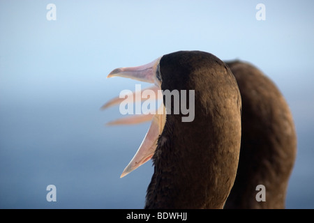 Brown boobies, Sula leucogaster, Saint Pierre et Saint Paul's Rocks, le Brésil, l'Océan Atlantique Banque D'Images