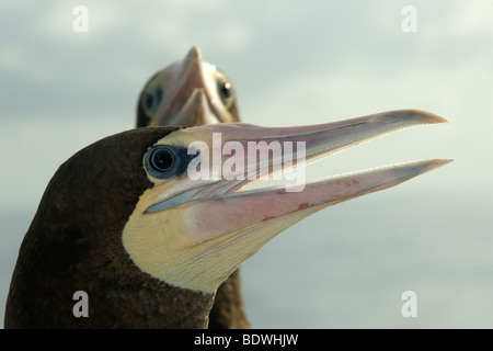 Brown boobies, Sula leucogaster, Saint Pierre et Saint Paul's Rocks, le Brésil, l'Océan Atlantique Banque D'Images