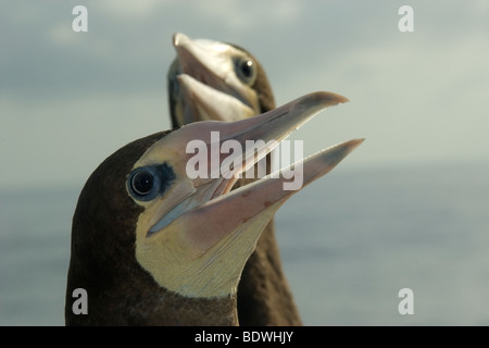 Brown boobies, Sula leucogaster, Saint Pierre et Saint Paul's Rocks, le Brésil, l'Océan Atlantique Banque D'Images