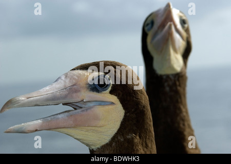 Brown boobies, Sula leucogaster, Saint Pierre et Saint Paul's Rocks, le Brésil, l'Océan Atlantique Banque D'Images