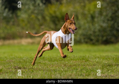 Le pharaon Hound, Kelb tal-Fenek, Greyhound, PVL Hoope, Basse-Saxe, Allemagne, Europe Banque D'Images