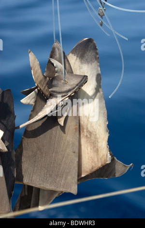 Les nageoires de requin séchage au soleil sur navire de pêche commerciale, le Brésil, l'Océan Atlantique Banque D'Images
