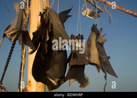 Les nageoires de requin séchage au soleil sur navire de pêche commerciale, le Brésil, l'Océan Atlantique Banque D'Images