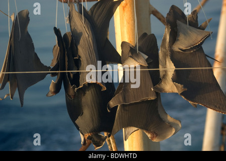 Les nageoires de requin séchage au soleil sur navire de pêche commerciale, le Brésil, l'Océan Atlantique Banque D'Images