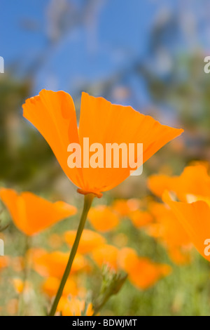 Pavot de californie Eschscholzia californica Banque D'Images