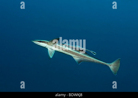 Mince juvénile (Suckerfish Echeneis naucrates) équitation l'arrière d'un adulte, Bali, île, îles de la sonde Lesser, la mer de Bali, Ind Banque D'Images