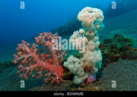 Groupe de coraux mous (Dendronephthya mucronata) et du corail mou (Klunzinger Dendronephthya klunzingeri) dans le sable, corail, Banque D'Images