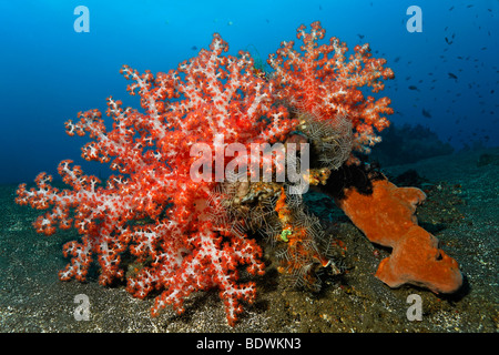 L'Klunzinger Dendronephthya klunzingeri (coraux mous, éponges) et de plumes (Aglaophenia cupressina Hydroïdes) colonisent Sandy Ground Banque D'Images