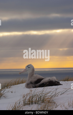 Albatros (Diomedea exulans) chick sur son nid, avec le coucher du soleil derrière, sur l'île Bird, Géorgie du Sud, l'Antarctique Banque D'Images