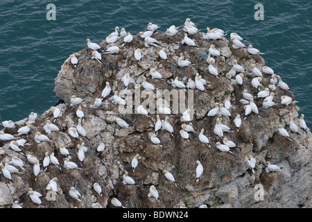 Fou de Bassan Morus bassanus colonie de reproduction à falaises de Bempton RSPB réserve, East Yorkshire, Angleterre. Banque D'Images