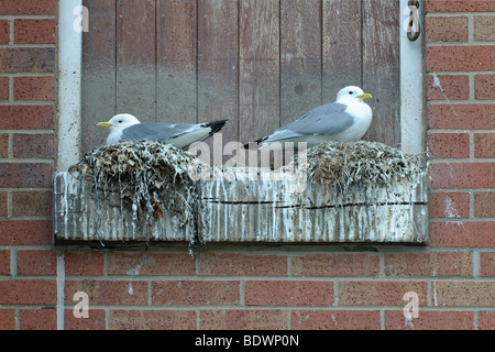 La mouette tridactyle (Rissa tridactyla) qui nichent dans les bâtiments par Scarborough's fish quay. Banque D'Images