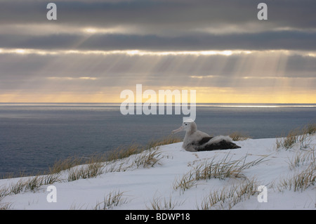 L'albatros hurleur (Diomedea exulans) chick sur son nid avec le coucher du soleil derrière, face à la mer. La Géorgie du Sud sur l'île Bird Banque D'Images