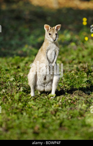 Wallaby Agile (Macropus agilis), zoo Hellabrunn, Munich, Haute-Bavière, Bavaria, Germany, Europe Banque D'Images