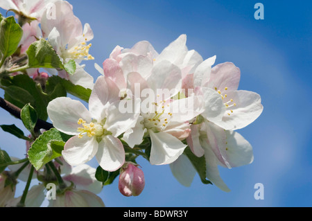 Apple Blossom, Lana, Merano, pays, Trentino Alto Adige, Italie, Europe Banque D'Images