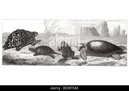 Engystoma ovale s amer toad Chelonia mydas tortue verte tortue de terre cistudo europaea geometrica tortue Testudo inde Banque D'Images