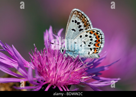 Les Idas Plebejus idas (bleu) (Plebeius idas), homme, d'une floraison centaurée jacée, Brownray centaurée maculée (Centaurea jacea) Banque D'Images