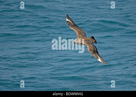 Grand labbe Stercorarius skua ou bonxie adulte en vol au dessus de la mer. Banque D'Images