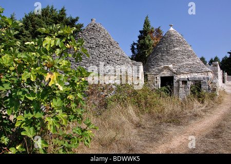 Maisons Trulli en campagne, La Valle d'Itria, Province de Bari, Pouilles, Italie Banque D'Images