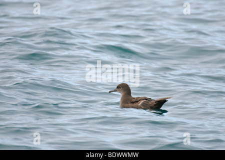 Puffin fuligineux (Puffinus griseus adulte au repos sur la surface de la mer. Îles de l'Ouest, de l'Écosse. Banque D'Images