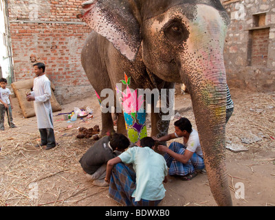 Préparer un éléphant artistes pour le festival de l'éléphant parade annuelle et en peignant l'animal à Jaipur, Inde Banque D'Images