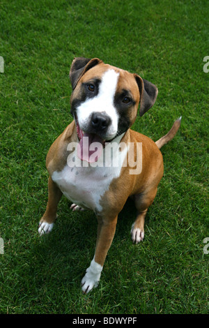 Un portrait d'un joli chien assis sur l'herbe et à la recherche en appareil photo. Banque D'Images
