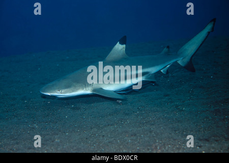 Blacktip reef shark (Carcharhinut melonopterus) de sveltes Suckerfish (Echeneis naucrates), nage le long de la masse de sable, Tulambe Banque D'Images