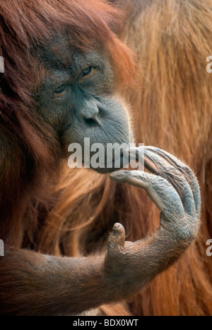 Orang-outan (pongo pygmaeus), réfléchis-à la femme, portrait Banque D'Images