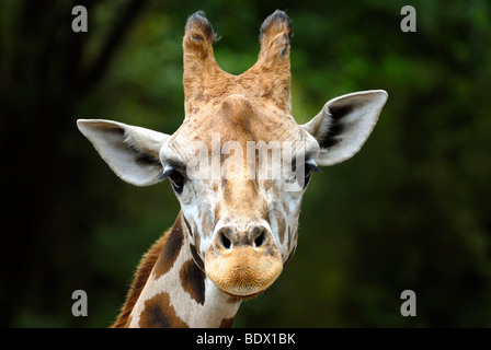Girafe (Giraffa camelopardalis), portrait Banque D'Images