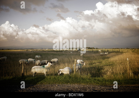 Moutons dans le champ en fin de soirée Banque D'Images