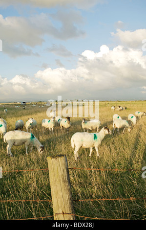 Moutons dans le champ en fin de soirée Banque D'Images