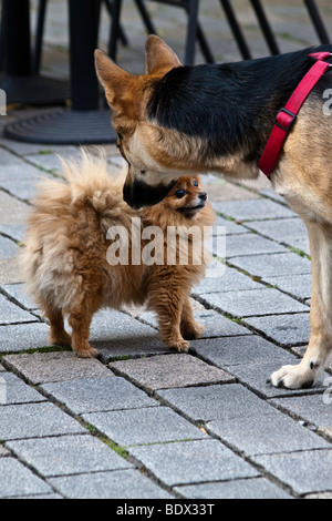 Deux chiens jouant Banque D'Images