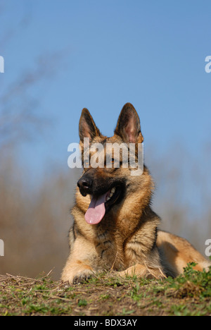 Berger Allemand allongé sur un pré Banque D'Images