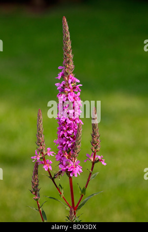 La floraison La Salicaire (Lythrum salicaria) Banque D'Images