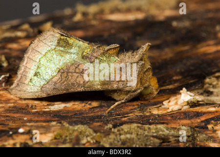 Laiton bruni spongieuse ; Diachrysia chrysitis forme juncta ; Banque D'Images