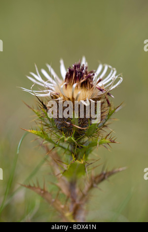 Carline Carlina vulgaris ; thistle ; Banque D'Images