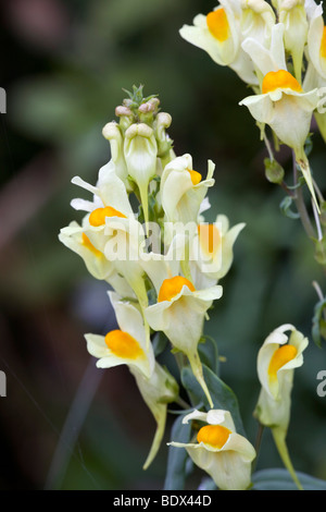 La linaire commune Linaria vulgaris ; Banque D'Images