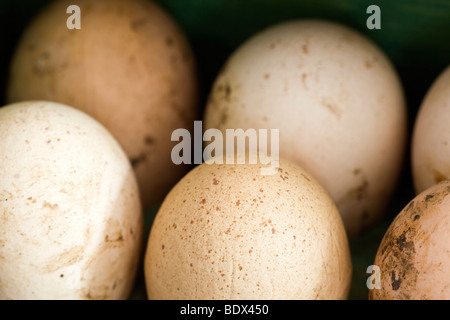 Oeufs sur un rack d'oeufs Banque D'Images