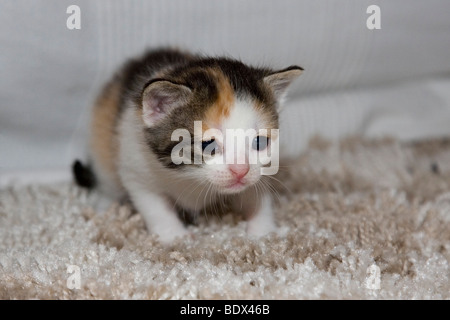 Trois jeunes chatons de couleur écaille, cat Banque D'Images