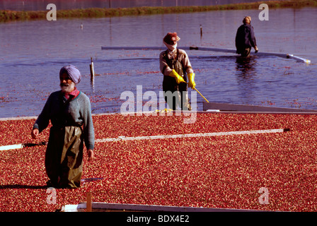 Vallée du Fraser, en Colombie-Britannique, Colombie-Britannique, Canada - Canneberges récolte Travailleurs avec Bog boom dans le champ inondé sur Cranberry Farm Banque D'Images