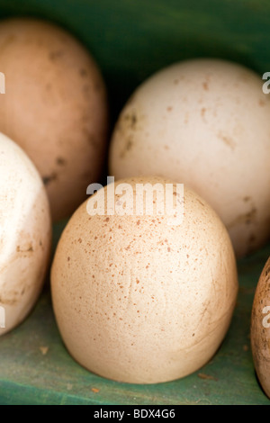 Oeufs sur un rack d'oeufs Banque D'Images